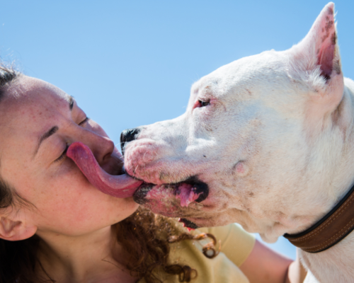 Is een lik van een hond gevaarlijk?