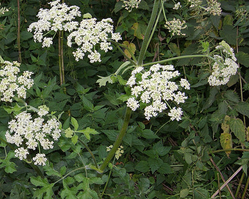  How can you recognize hogweed and how dangerous is the plant?
