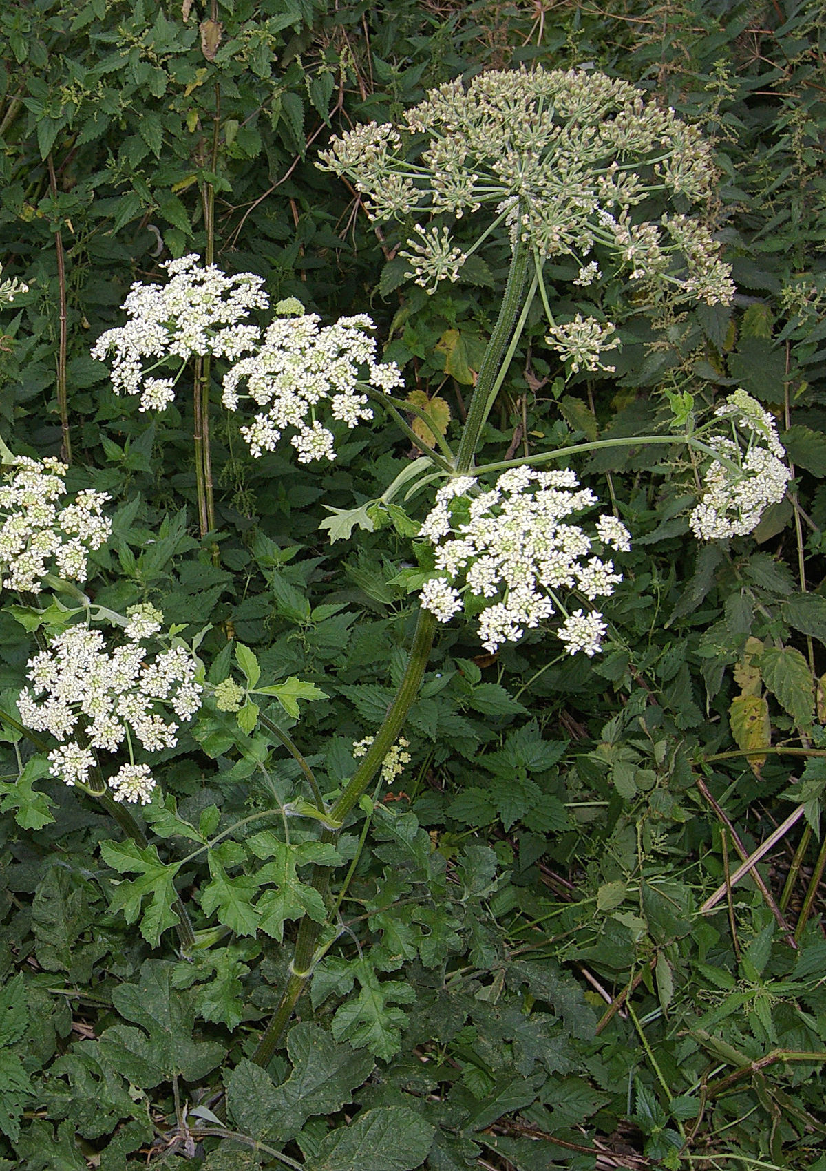  How can you recognize hogweed and how dangerous is the plant?
