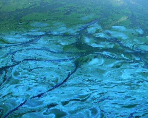 Blauwalg in Natuurwater: Wat Je Moet Weten