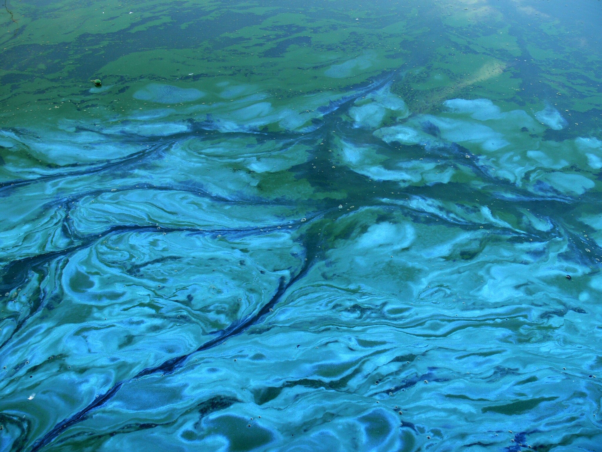 Blauwalg in Natuurwater: Wat Je Moet Weten