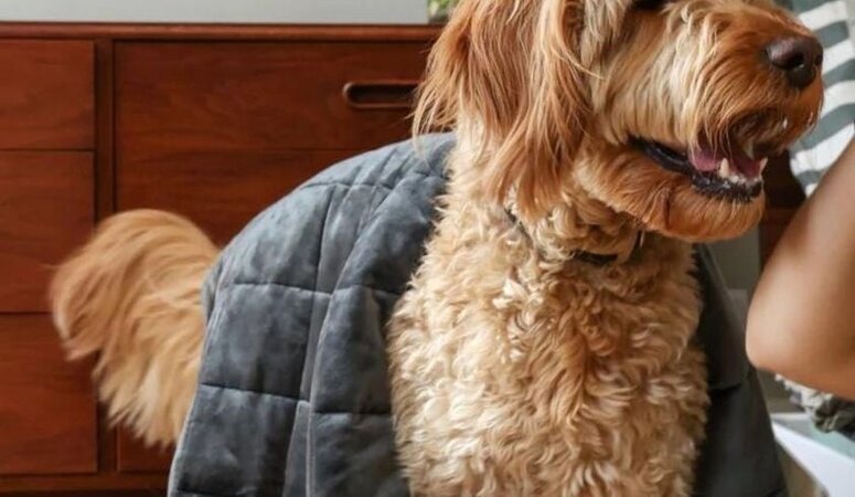 Beschwerdedecke für Hunde