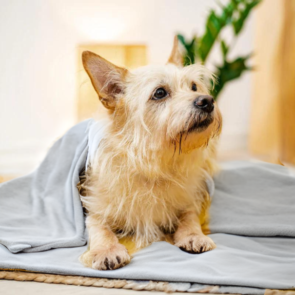 Hana Hundetherapie-Decke