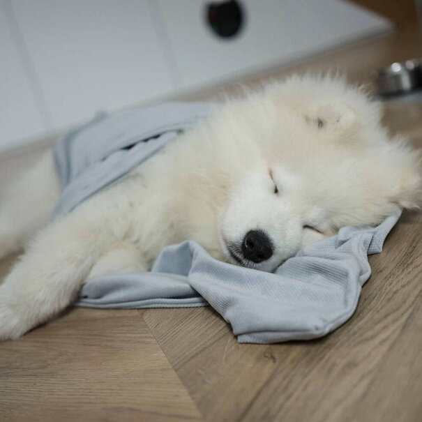 Hana Hundetherapie-Decke