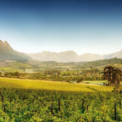 Simonsig - Stellenbosch, Zuid Afrika