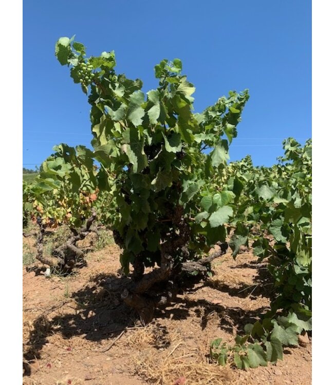 Domaine Anita - Premium Les Brureaux - Chenas AOC 2019