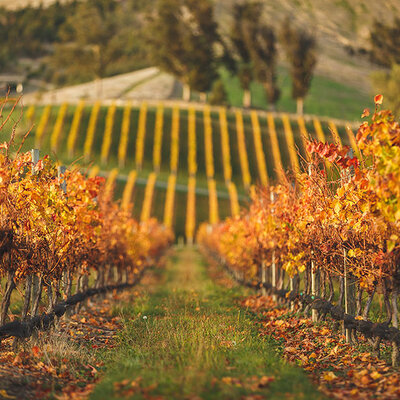 Saint Clair - Marlborough, Nieuw Zeeland