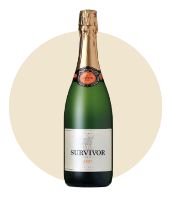Survivor - MCC Brut - Darling 2019