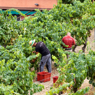Bravo Escós - Priorat, Spanje