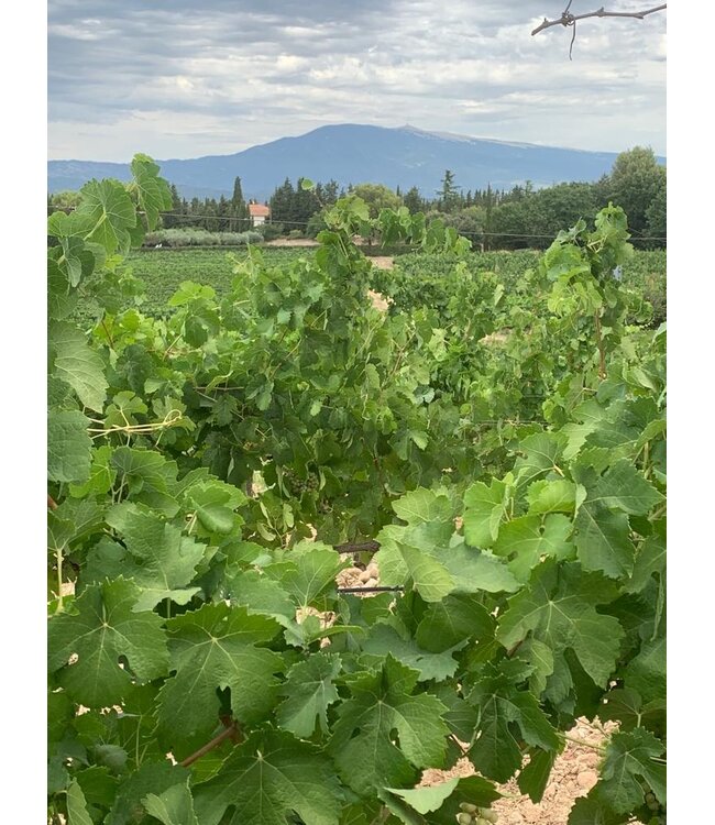 Domaine de Marotte - Cuvée Luc Blanc - Vin de Pays de Méditerranée 2025