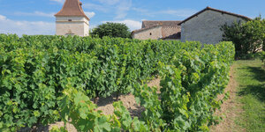 Mas d'Aurel - toffe wijnen uit Gaillac!