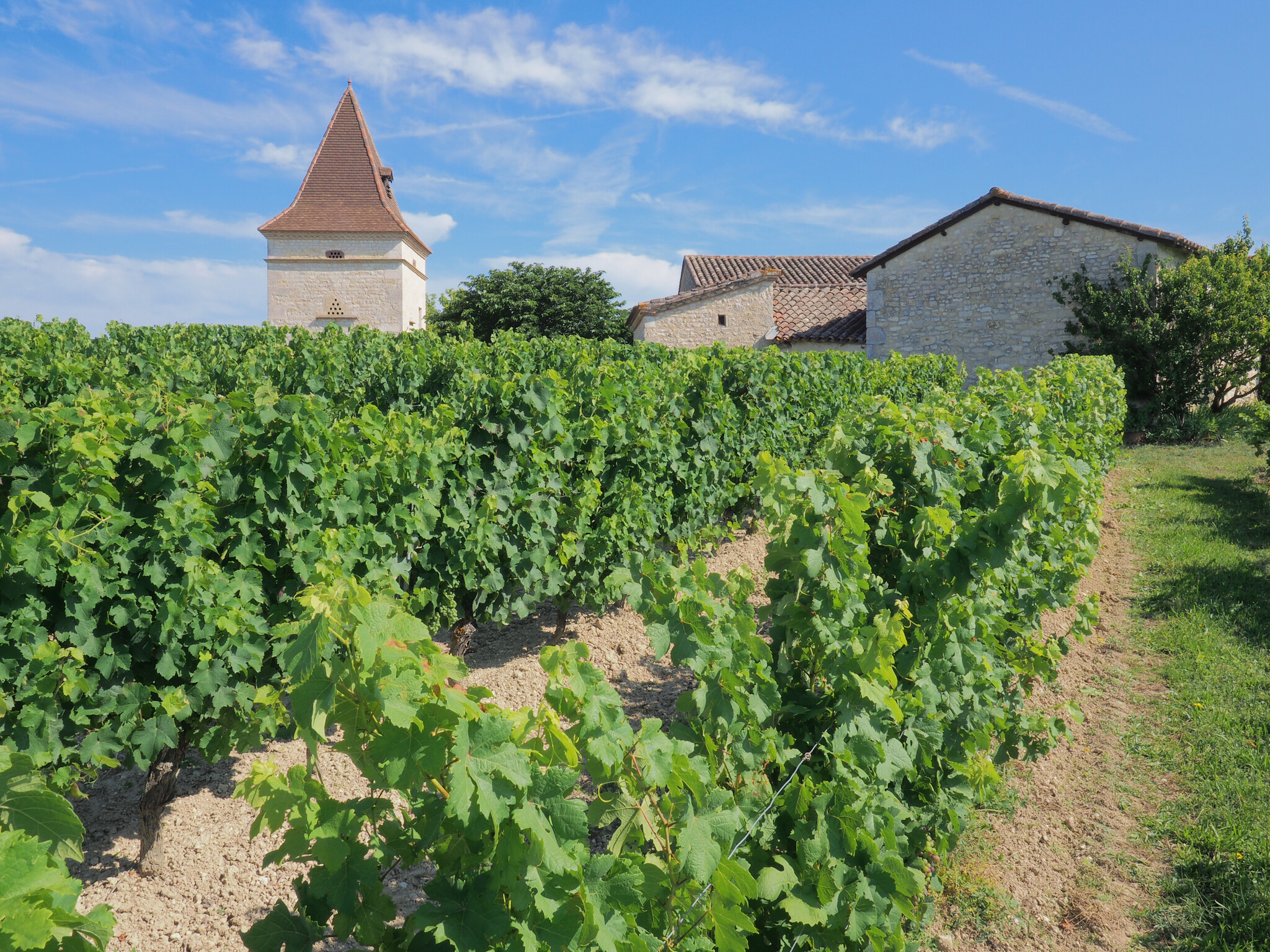 Mas d'Aurel - toffe wijnen uit Gaillac!