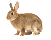 Kaninchen - Hase