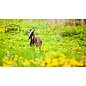 DogMeat Goat - Billy goats 1kg - DogMeat