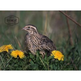 DogMeat Quail - 500gr - Dogmeat
