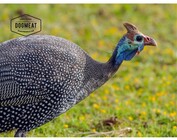 Pheasant - Guinea fowl