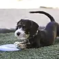 KONG KONG - Puppy - Flyer Small - Roze