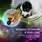 Dog Comets Stardust Small - Roze