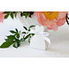 Geschenkdoosjes Hart Wit met Strik 6,5cm 10st Geschenkdoosjes Hart Wit met Strik 6,5cm 10st