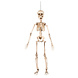 Halloween Skelet 50cm Halloween Skelet 50cm