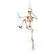 Halloween Skelet 50cm Halloween Skelet 50cm