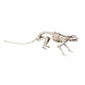 Halloween Skelet Rat 35cm Halloween Skelet Rat 35cm