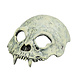 Halloween Masker Schedel Tanden Halloween Masker Schedel Tanden