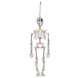 Halloween Skelet Parelmoer 32cm Halloween Skelet Parelmoer 32cm