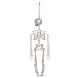 Halloween Skelet Parelmoer 32cm Halloween Skelet Parelmoer 32cm