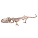 Halloween Krokodil Skelet 50cm Halloween Krokodil Skelet 50cm