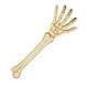 Halloween Skeletarm 46cm Halloween Skeletarm 46cm