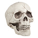 Halloween Schedel Beweegbare Kaak 21cm Halloween Schedel Beweegbare Kaak 21cm