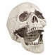 Halloween Schedel Beweegbare Kaak 21cm Halloween Schedel Beweegbare Kaak 21cm
