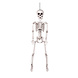 Halloween Pop Skelet Beweegbaar 60cm Halloween Pop Skelet Beweegbaar 60cm