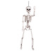 Halloween Pop Skelet Beweegbaar 60cm Halloween Pop Skelet Beweegbaar 60cm
