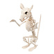 Halloween Rattenskelet 18cm Halloween Rattenskelet 18cm