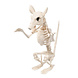 Halloween Rattenskelet 18cm Halloween Rattenskelet 18cm