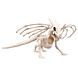 Halloween Drakenskelet 37cm Halloween Drakenskelet 37cm