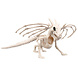Halloween Drakenskelet 37cm Halloween Drakenskelet 37cm