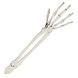 Halloween Skelet Schedel En Armen Halloween Skelet Schedel En Armen