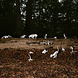 Halloween Vogelskelet 20cm Halloween Vogelskelet 20cm