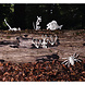 Halloween Schorpioenenskelet 31cm Halloween Schorpioenenskelet 31cm
