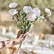 Droogbloemen Rancula Stems 45cm 3st Droogbloemen Rancula Stems 45cm 3st