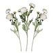 Droogbloemen Rancula Stems 45cm 3st Droogbloemen Rancula Stems 45cm 3st