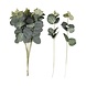 Droogbloemen 35cm 10st Droogbloemen 35cm 10st