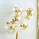 Gouden Confetti Ballonnen Sterren 30cm 5st Gouden Confetti Ballonnen Sterren 30cm 5st