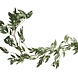 Bloemen Slinger Ruscus 1,8m Bloemen Slinger Ruscus 1,8m
