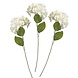 Witte Droogbloemen 3st Witte Droogbloemen 3st