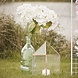 Witte Droogbloemen 3st Witte Droogbloemen 3st
