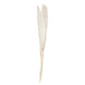 Droogbloemen 90cm 5st Droogbloemen 90cm 5st